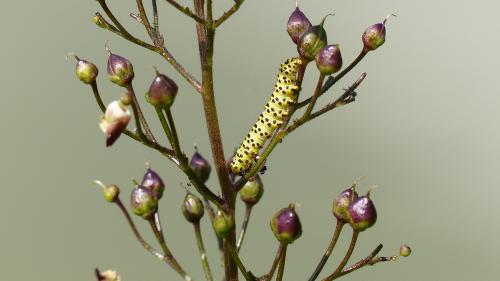 Réf. 207 768 : Cucullia lychnitis